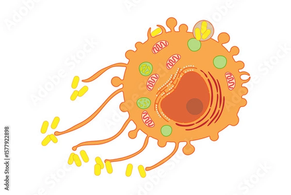 Fototapeta Macrophage, internal structure of the cell.