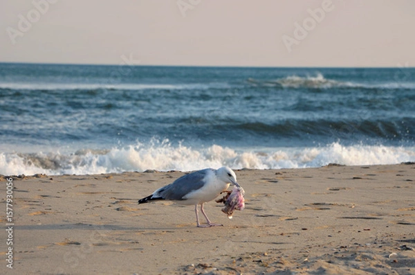 Fototapeta Wild  seagull stands on the seashore and holds a bag with garbage in its beak .Nature,wild birds, fauna, wildlife, environmental protection  concept.