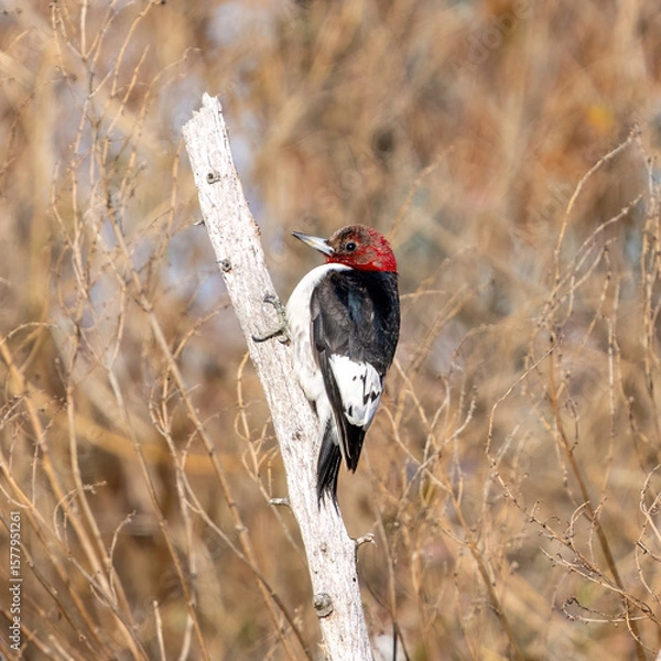 Fototapeta woodpecker