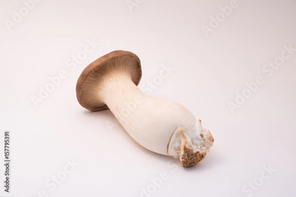 Obraz 大きなエリンギ