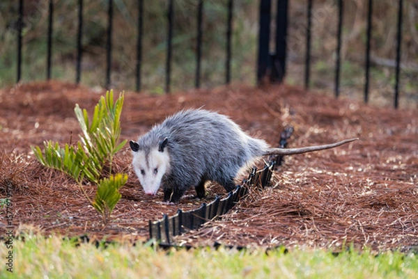 Fototapeta An opossum looking at the camera