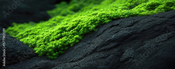 Fototapeta Green moss covers a dark, rugged surface with visible texture. Nature, contrast, texture