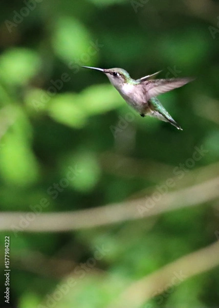 Obraz A female Ruby Throated Hummingbird  flying