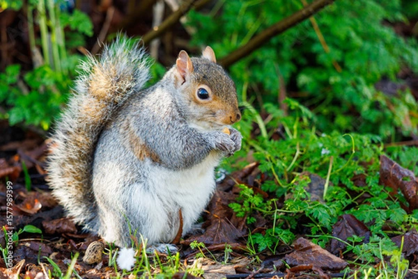 Fototapeta Grey squirrel