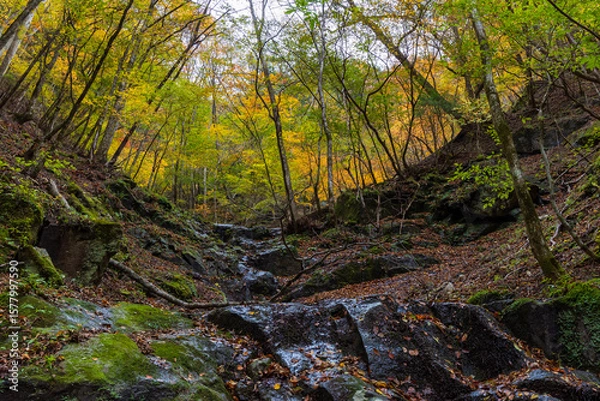 Fototapeta 日本の風景・秋　山梨県山梨市　紅葉の西沢渓谷