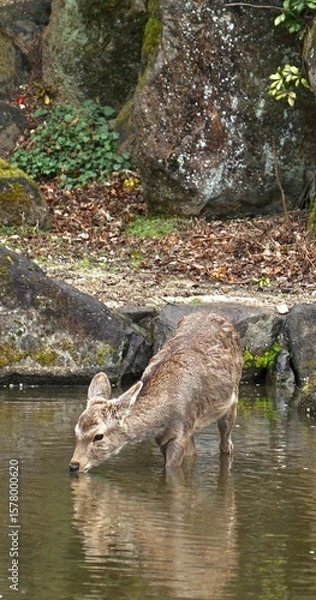 Fototapeta Closeup of wild deer in Nara Japan drinking from a stream