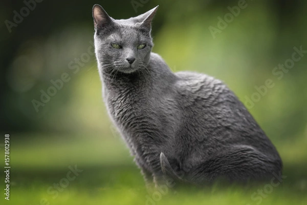 Fototapeta Russian Blue Cat Sitting on Green Grass in Garden