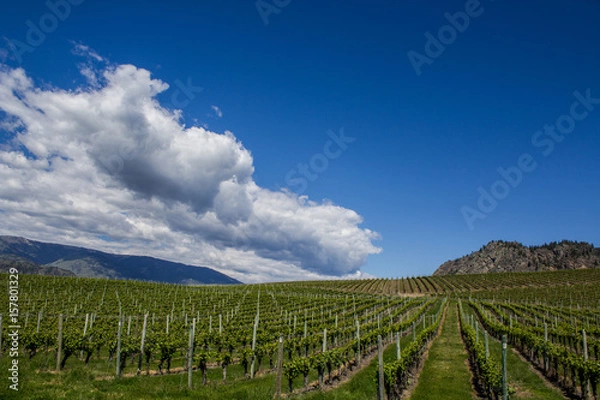 Fototapeta Vineyard in Springtime: Rows of Grapes under a blue sky