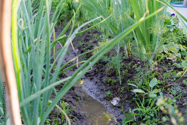 Fototapeta A row of green onions grows in moist soil, partially submerged in a rain-filled furrow.