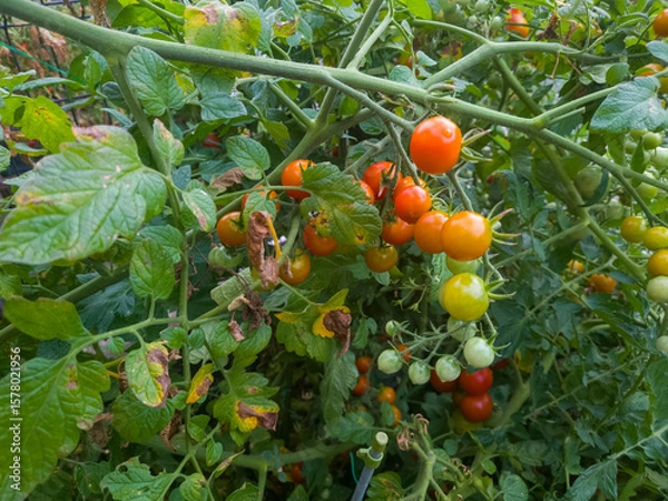 Obraz 猛暑の影響で葉が枯れ始めている実が熟した夏野菜のミニトマト