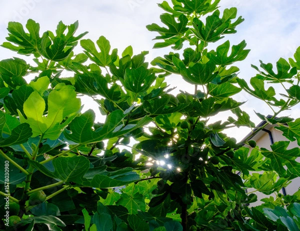 Fototapeta 朝日を受けるイチジクの木
