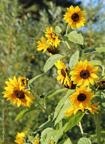 Fototapeta Sunflowers bush vertical - Canada