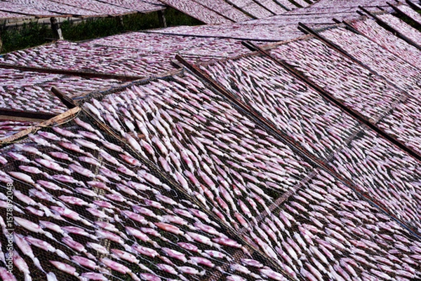 Fototapeta squid lay on the mesh