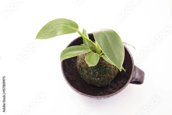 Obraz 苔のある栽培