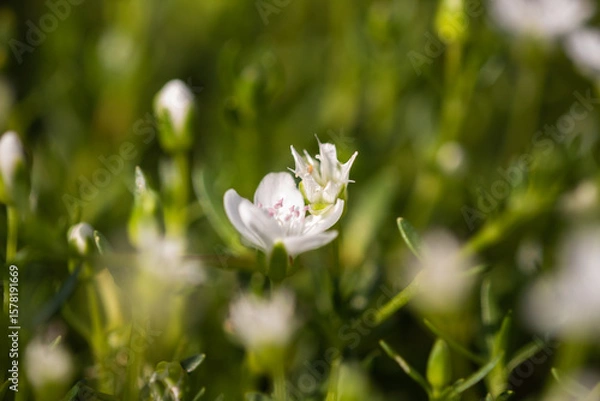 Obraz Little tiny flowes by the lagoon.