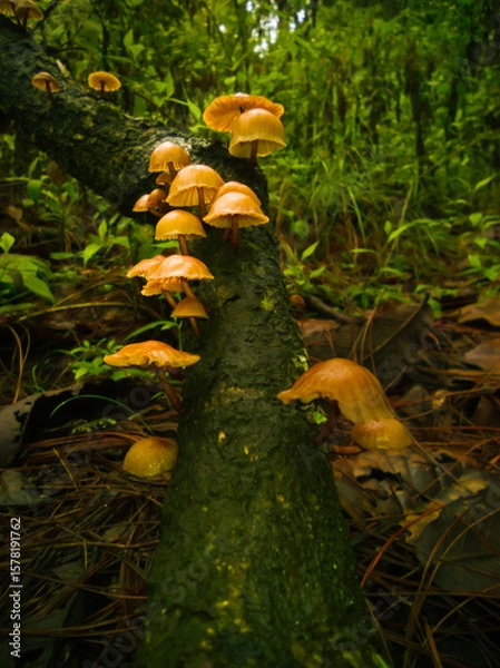 Obraz Bell like mushroom formation in cluster. Wet branch with mushrooms.