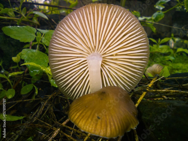 Obraz Tilted mushroom fond in the nature during a spring rain.