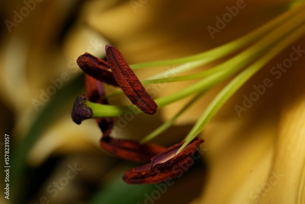 Fototapeta The Hidden Architecture of a Flower in Close-Up Detail