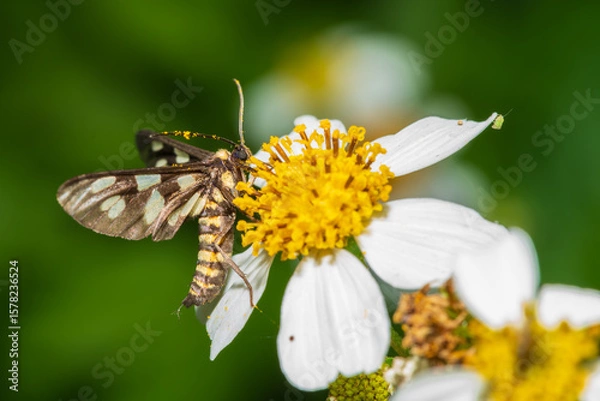 Fototapeta Common Wasp Moth -  collecting nectar from a yellow flower