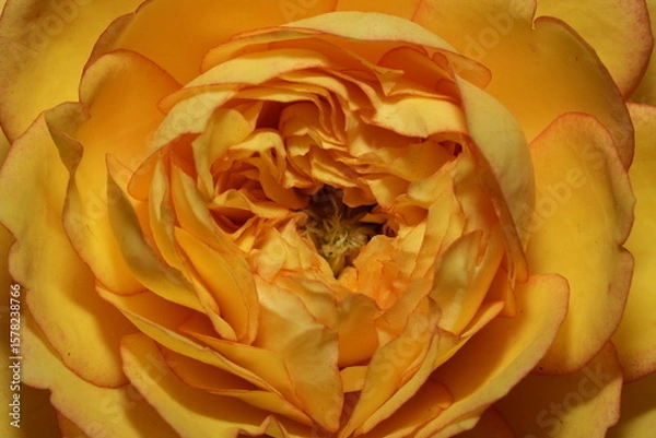 Fototapeta Golden Bloom: The Timeless Warmth of a Yellow Rose