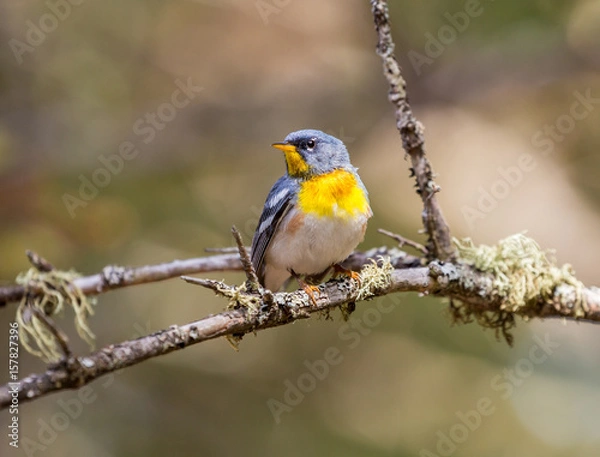 Fototapeta A small warbler of the upper canopy, the Northern Parula can be found in boreal forests of Quebec. It nests in Canada in June and July and after returns south to spend the winter.