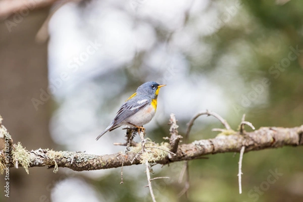 Obraz A small warbler of the upper canopy, the Northern Parula can be found in boreal forests of Quebec. It nests in Canada in June and July and after returns south to spend the winter.