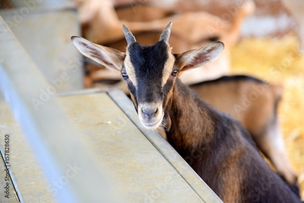 Obraz cute goat in farm 