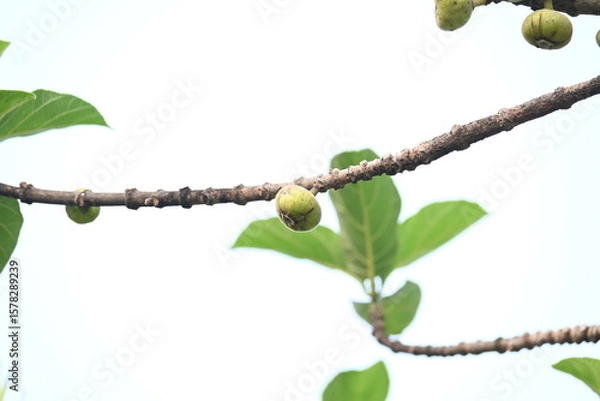 Fototapeta Ficus racemosa fruits. Its other names cluster fig, red river fig and gular. This  is a species of plant in the family Moraceae. It is native to Australia and tropical Asia.