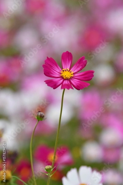 Obraz Pink Cosmos Flower in a Garden