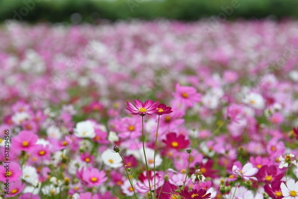 Obraz Pink Cosmos Flowers in a Field