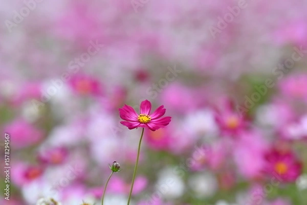 Obraz Pink Cosmos Flower in Bloom