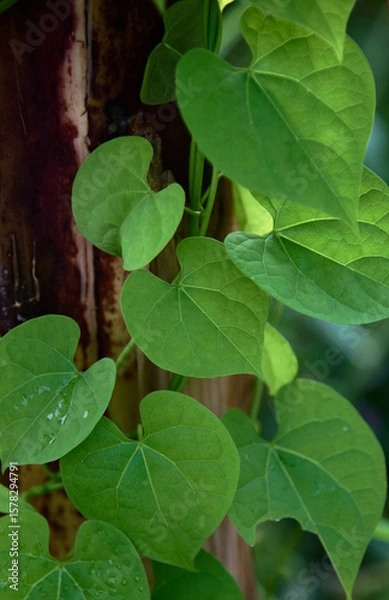 Fototapeta Close-up view the green leaves ivy on tree trunk