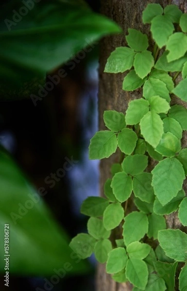 Fototapeta Close-up view the green leaves ivy on tree trunk