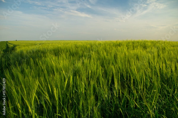 Fototapeta Green fields of grain at springtime with cloudy sky
