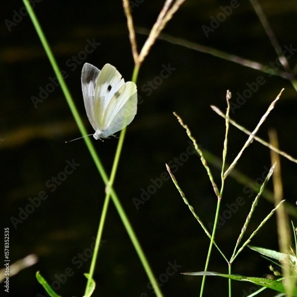 Obraz モンシロチョウ