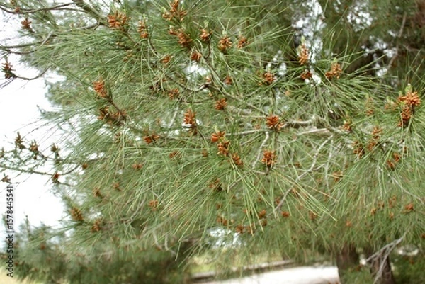 Fototapeta Beautiful Pitsunda pine with long needles and unusual green color. close-up.