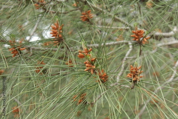 Fototapeta Beautiful Pitsunda pine with long needles and unusual green color. close-up.