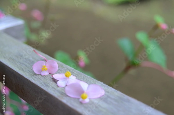 Fototapeta 【京都】大原　寂光院の境内に咲く秋海棠の花