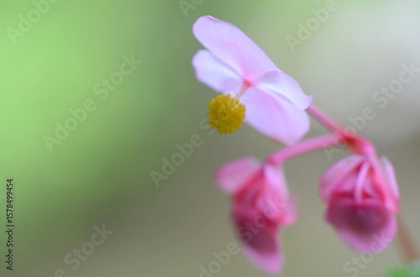 Fototapeta 【京都】大原　寂光院の境内に咲く秋海棠の花
