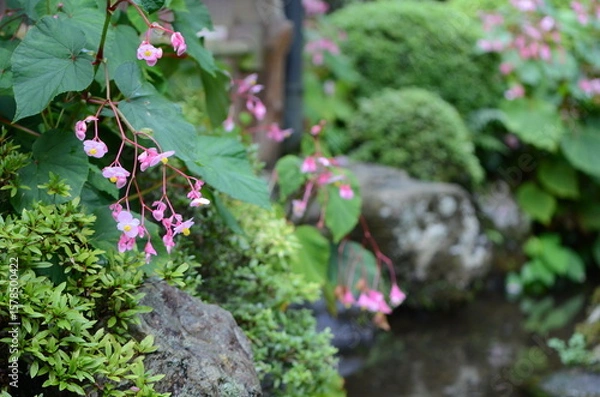 Fototapeta 【京都】大原　寂光院の境内に咲く秋海棠の花