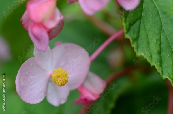 Obraz 【京都】大原　寂光院の境内に咲く秋海棠の花