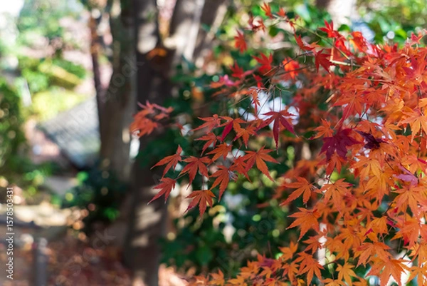 Fototapeta 紅葉したモミジ