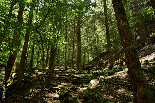 Obraz 川苔山の登山道