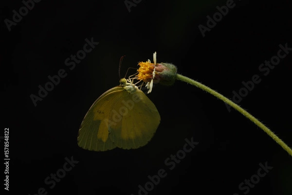 Fototapeta A butterfly in nature sucking nectar for food on a flower with a black background.