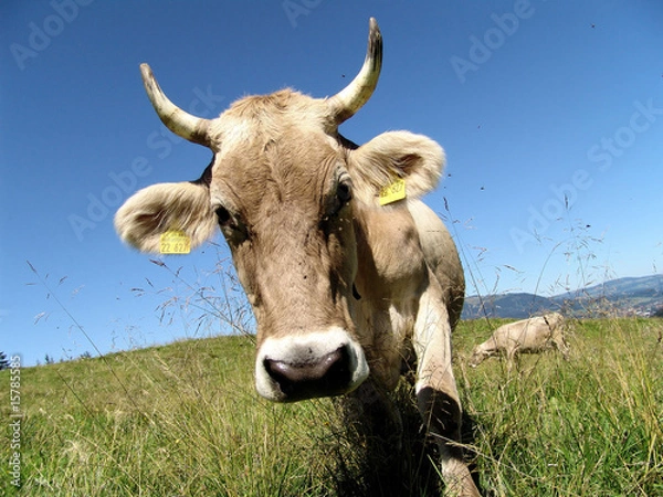 Obraz Allgäüer Kühe 4