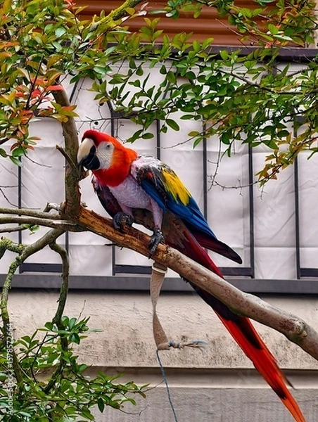 Fototapeta Vibrant Macaw Parrot Perched on a Tree Branch