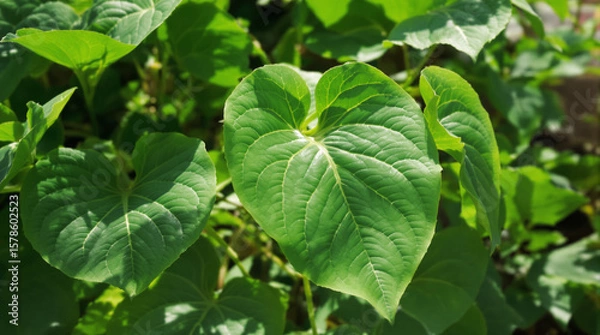 Fototapeta Close-up of lush green leaves.