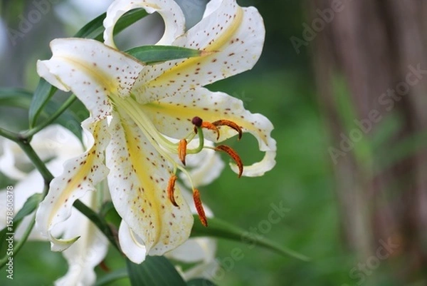 Obraz ヤマユリ　夏の森