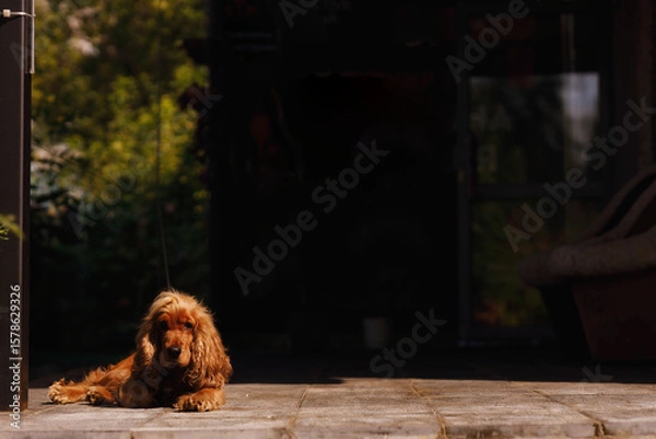 Fototapeta An English Cocker Spaniel on a leash filmed on a sunny summer day