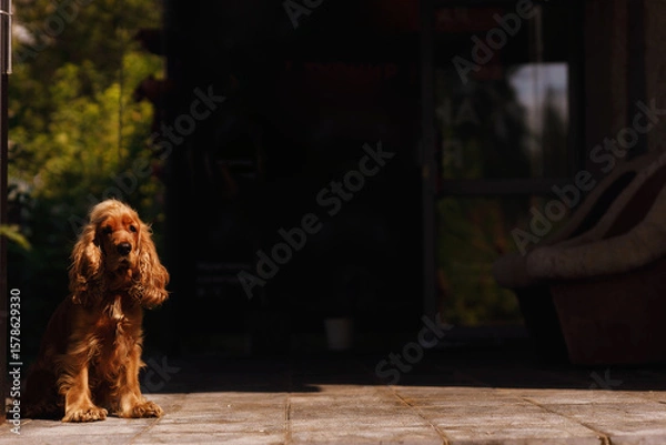 Fototapeta An English Cocker Spaniel on a leash filmed on a sunny summer day